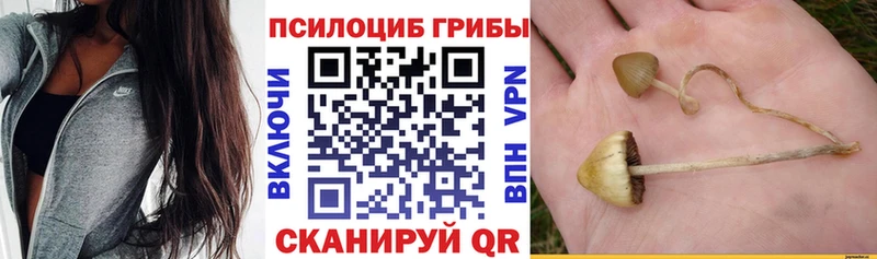 Псилоцибиновые грибы Psilocybe  Шахунья 